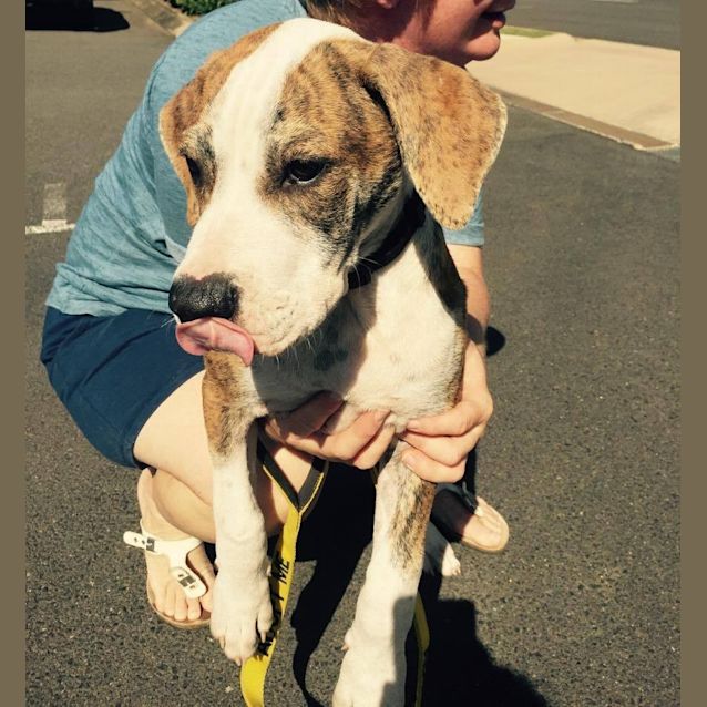 Photo of Parker (Adoption Pending)