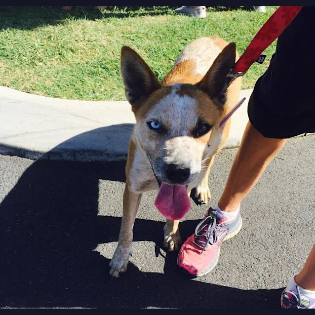 Photo of Gidget (Adoption Pending)