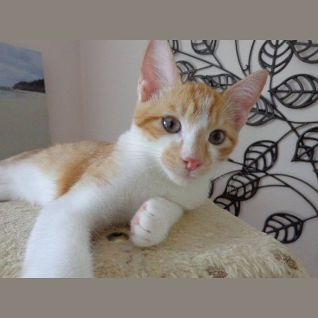 Photo of Freckle
