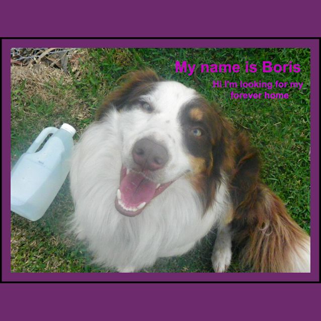 Photo of Boris ~ Purebred Border Collie (On Trial 17/4/15)