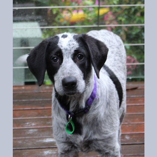 Photo of Whiskey