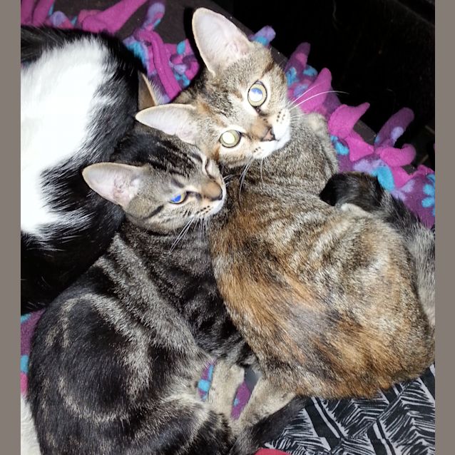 Photo of Harmoni & Riva