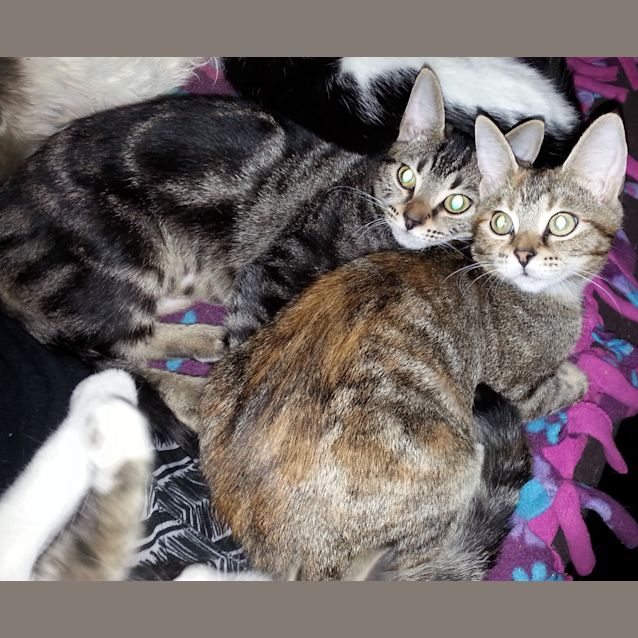 Photo of Harmoni & Riva