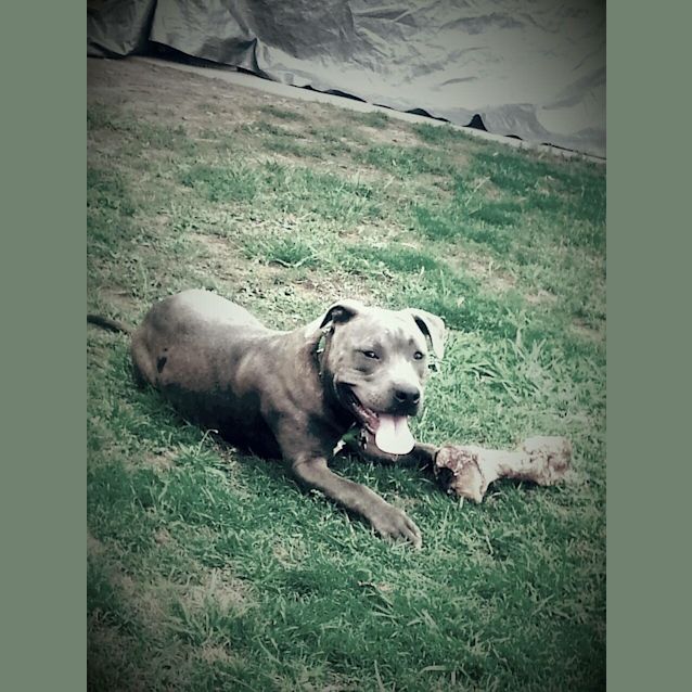 Photo of Krypto 
