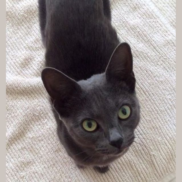 Photo of "Kisa And Kiska"   Purrfect Match