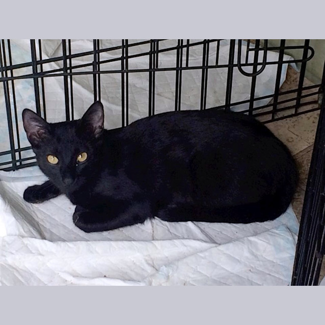 Photo of Smokey @ Squawks Pet Store