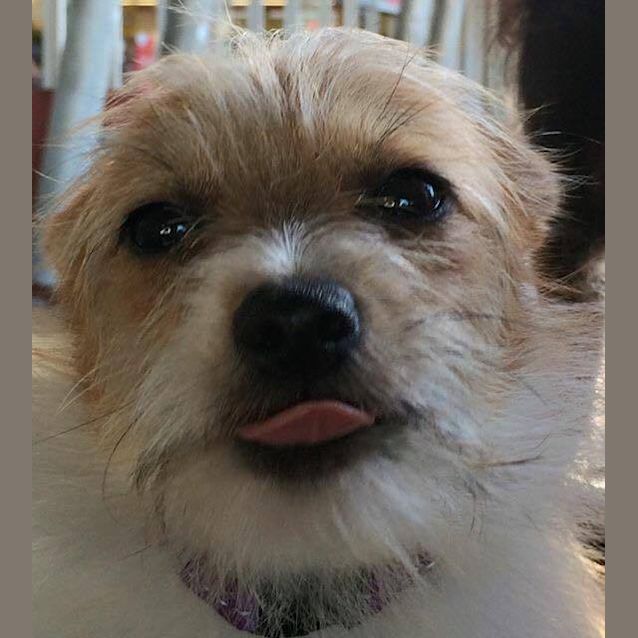 Photo of Bindi 