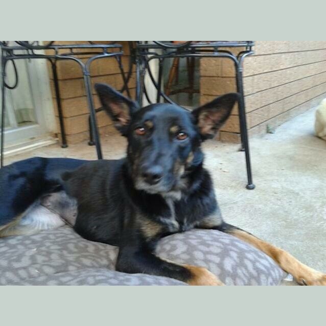 Photo of Charlie Hearing Impaired