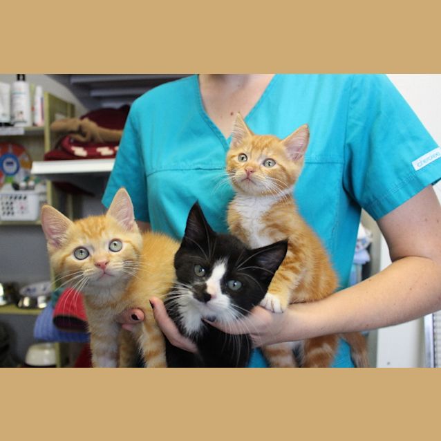 Photo of George Weasley 