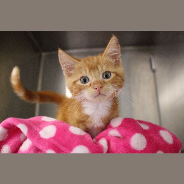 Photo of George Weasley 