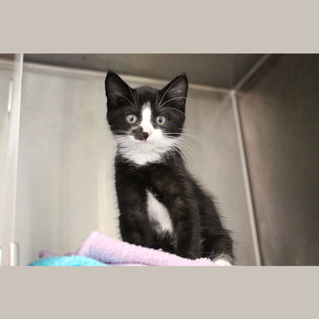 Photo of Severus Snape 