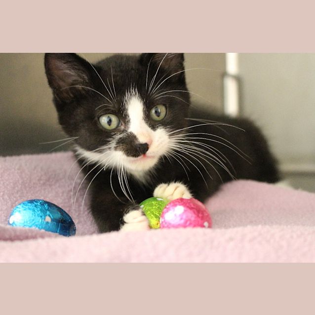 Photo of Severus Snape 