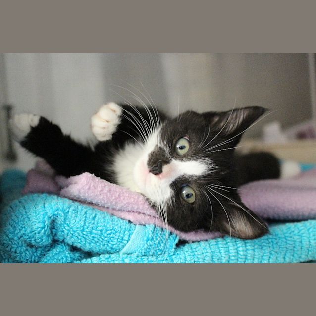 Photo of Severus Snape 