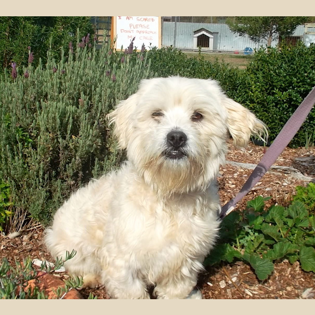 Photo of Barney