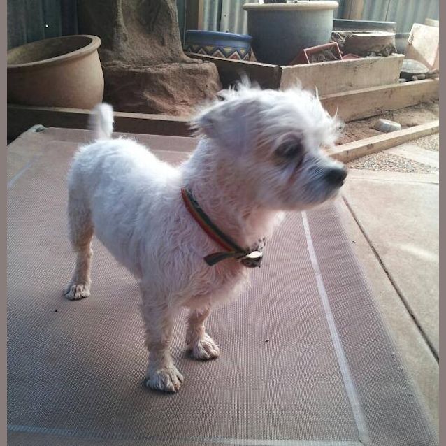 Photo of Benji