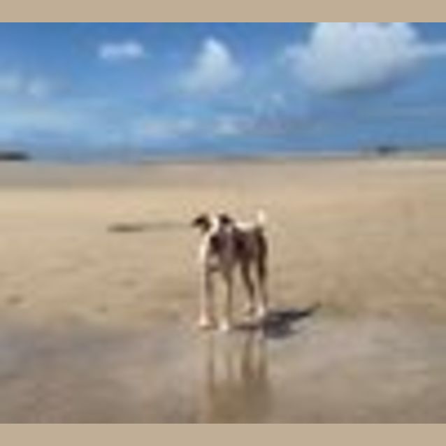 Photo of Harley (Adoption Pending)