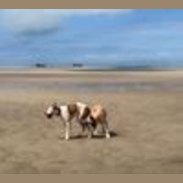 Photo of Harley (Adoption Pending)