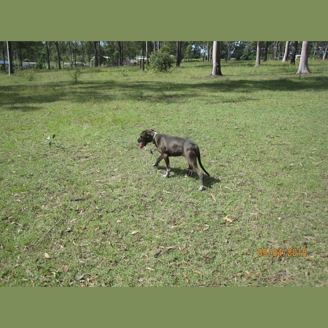 Photo of Tia (Adoption Pending)
