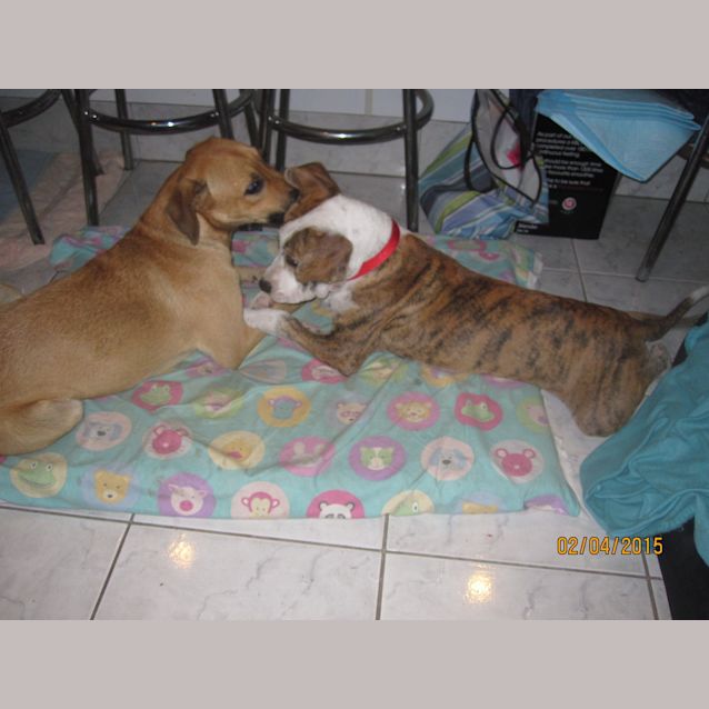 Photo of Parker (Adoption Pending)