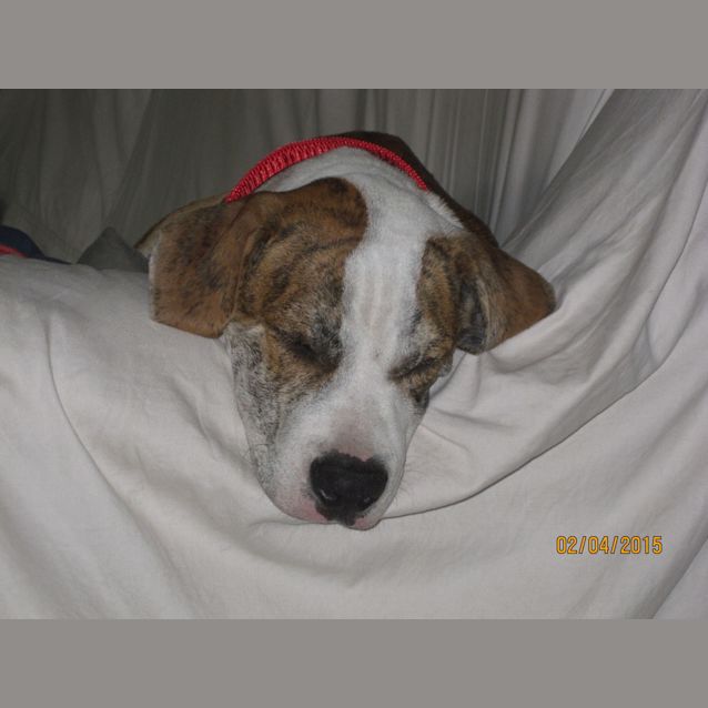 Photo of Parker (Adoption Pending)