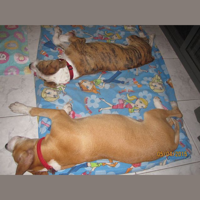 Photo of Parker (Adoption Pending)