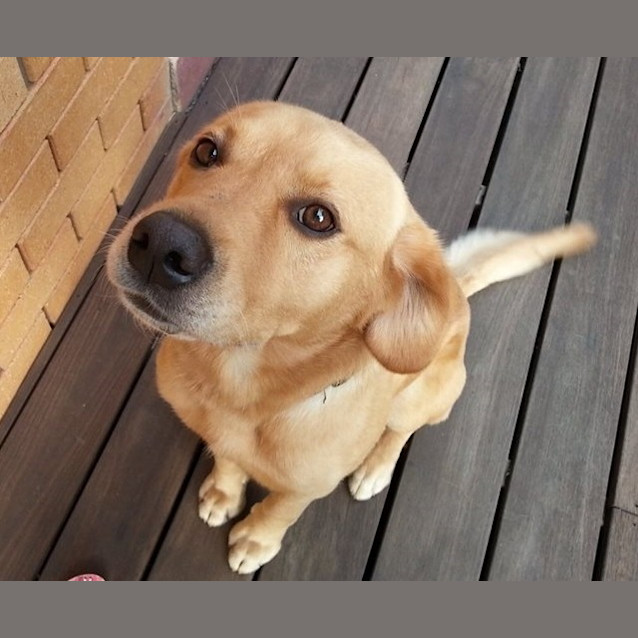 Photo of Nemo ~ Lab X ~ (On Trial 12/4/15)