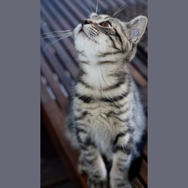 Photo of Whiskey      Kitten Kapers Rescue 