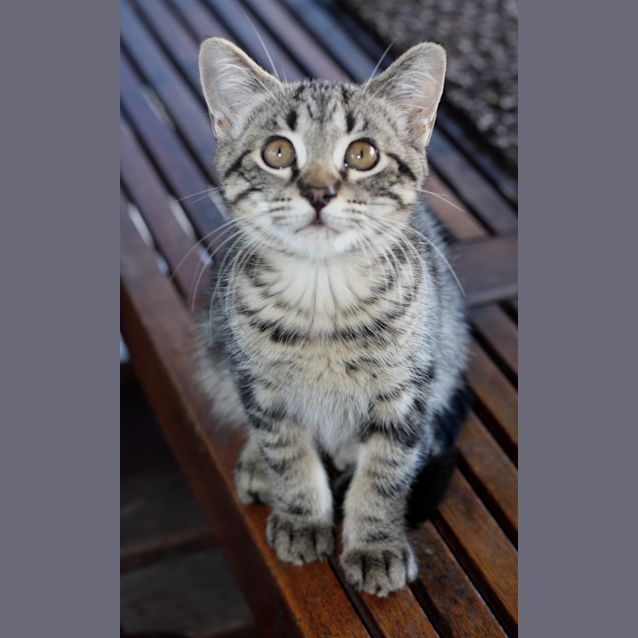 Photo of Whiskey      Kitten Kapers Rescue 