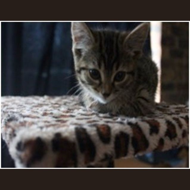 Photo of Nala 