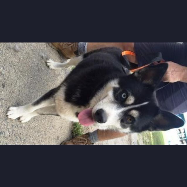 Photo of Buster