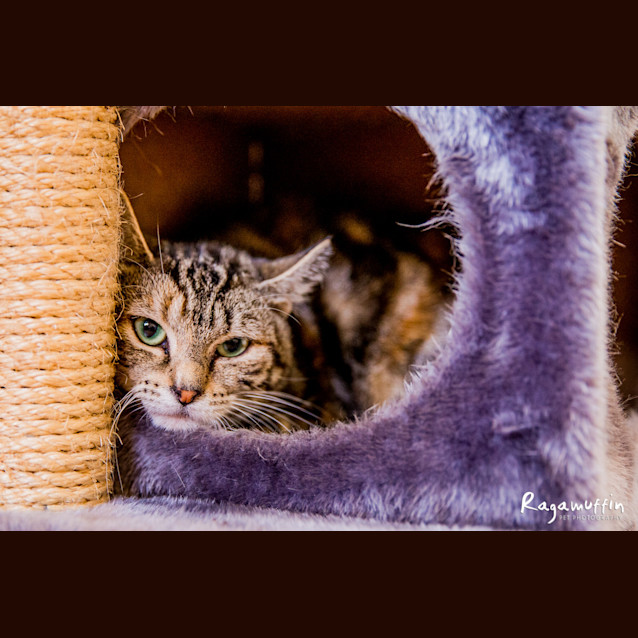 Photo of Juliet & Romeo (Located In Cheltenham)