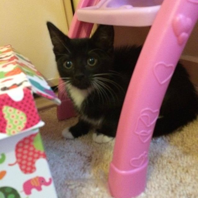 Photo of Poppy