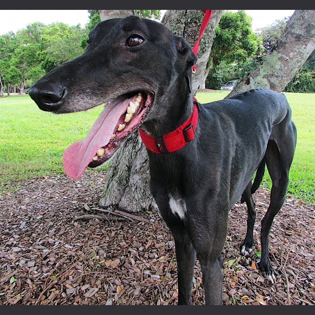 Photo of "Macksie" The Cuddle Machine. Sunny Coast/Brisbane