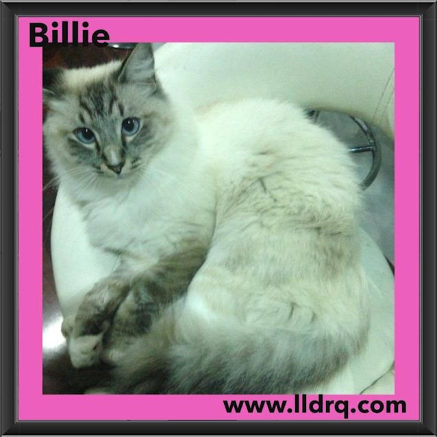 Photo of Billie 