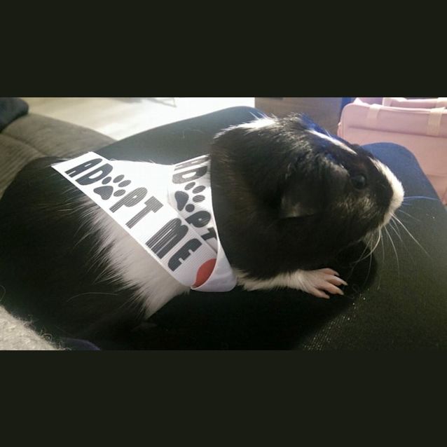 Photo of King Arthur