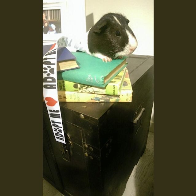 Photo of King Arthur