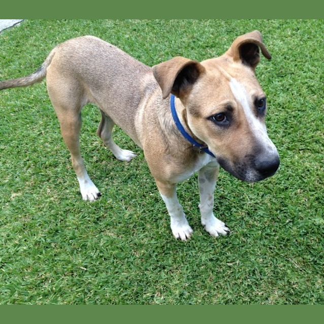 Photo of Sid ~ Cattle Dog Mix, (On Trial 10/4/15)
