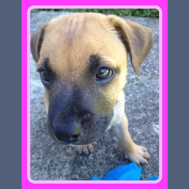 Photo of Maple ~ Staffy X Puppy ~ On Trial 13/4/15