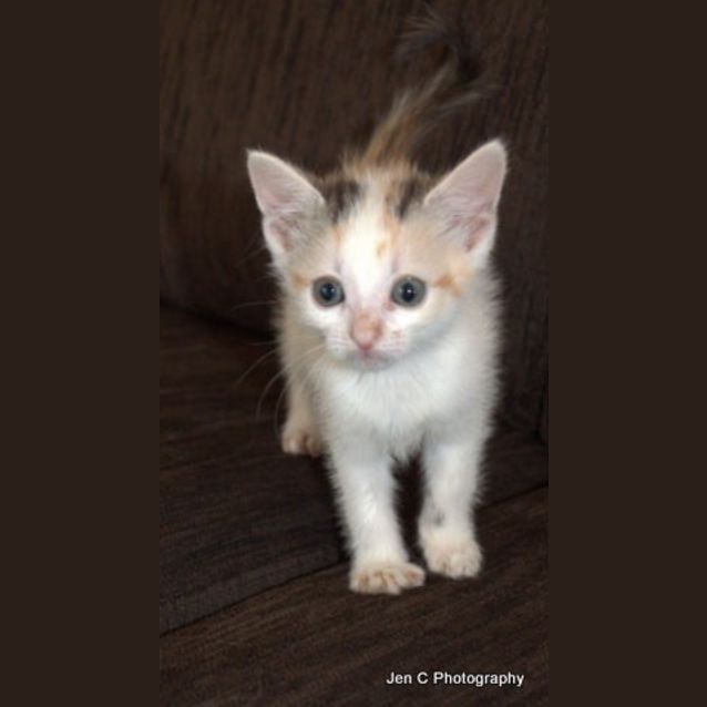 Photo of Princess Holly Is Looking For Her Forever Home