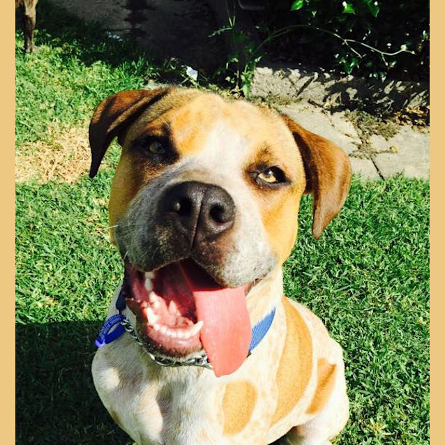 Photo of Morgan ~ Mastiff X Cattle (On Trial 3/7/15)