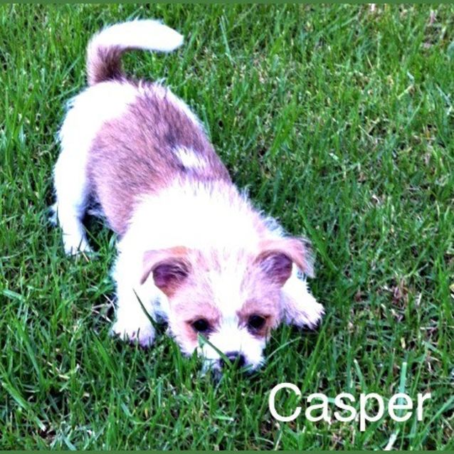 Photo of Casper ~ (Trial 17/4/15) Pomeranian X Shih Tzu