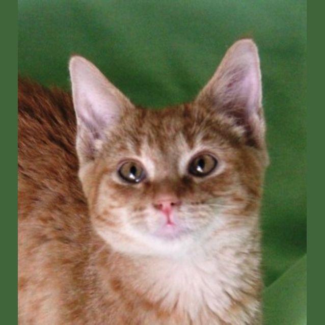 Photo of Pepper