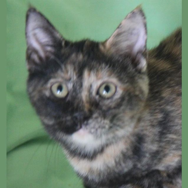 Photo of Nutmeg