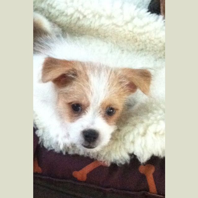 Photo of Casper ~ (Trial 17/4/15) Pomeranian X Shih Tzu