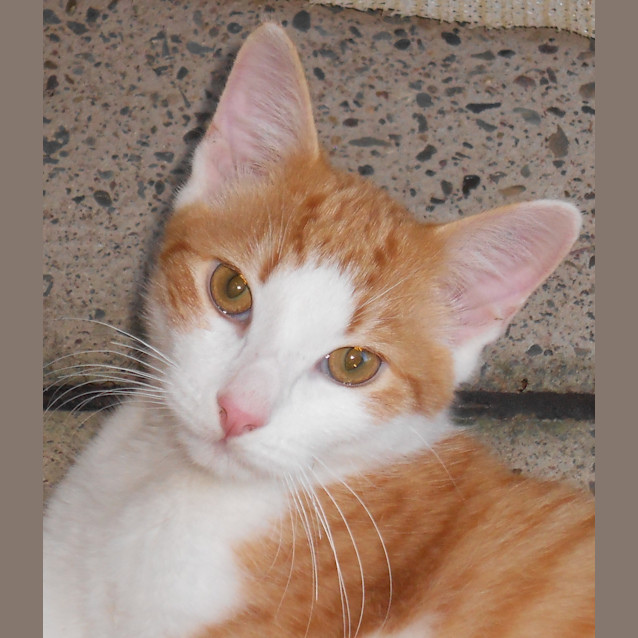 Photo of Lucky
