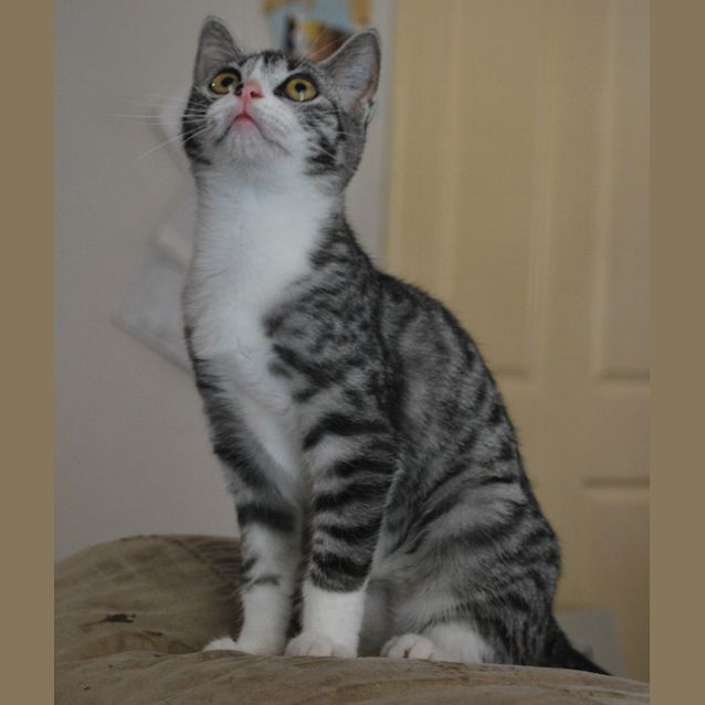 Photo of Blue Belle