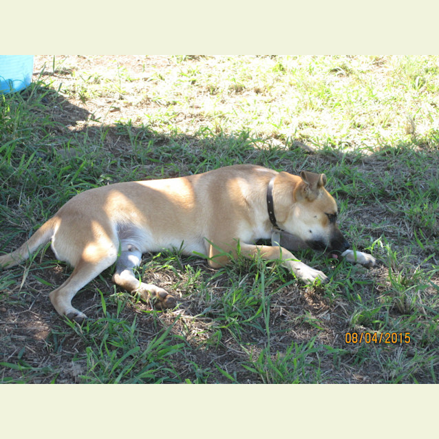Photo of Aston (At Rspca Big Adopt Day Sept 19 Brisbane)
