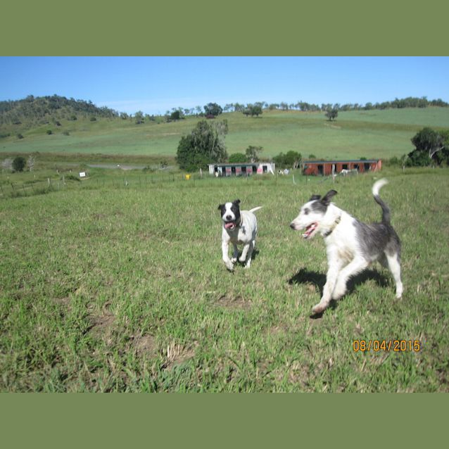 Photo of Ameerah (Adoption Pending)