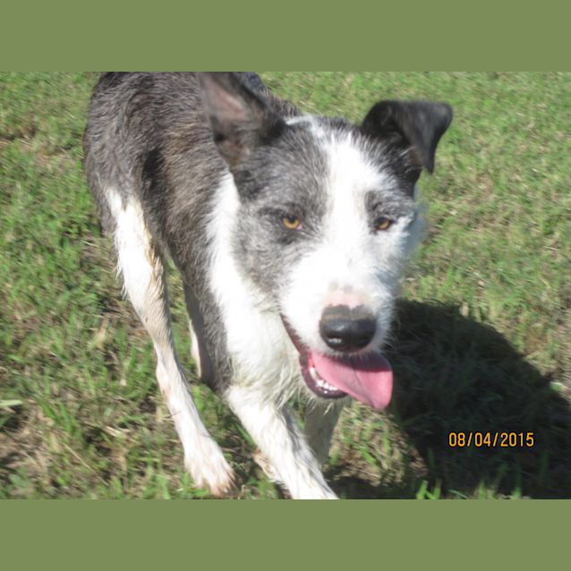 Photo of Ameerah (Adoption Pending)