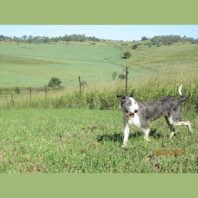 Photo of Ameerah (Adoption Pending)